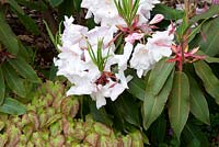Rhododendron Loderi Group 'Loderi King George'  and Epimedium