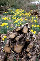 Wood pile and daffodils - Millennium Garden, Lichfield, spring