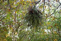 Taphrina betulina - Witches broom