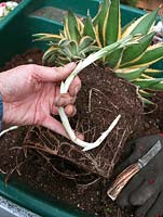 Step by step project. Propagating century plant, Agave from side shoots. Step 4. Cut off any long underground runners. These will form new plants but need to be potted deeply up to where the shoots turn green