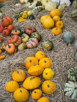 Harvested pumpkins and squashes on display at The Savill Garden, Windsor