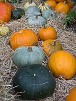 Harvested pumpkins and squashes on display at The Savill Garden, Windsor