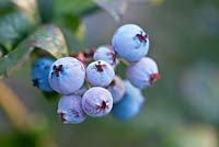 Vaccinium corymbosum 'Nelson' - Blueberry 
