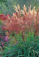 Miscanthus sinensis 'Malepartus' - Chinese Silver Grass