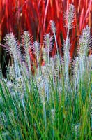 Pennisetum alopecuroides 'Little Bunny' - Chinese Fountain Grass