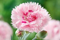 Dianthus 'Devon Flavia' AGM, Scent First series  syn. Dianthus 'Candy Floss' 