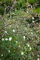 Scabiosa columbaria var. ochroleuca - Pincushion flower growing amongst Exochorda macrantha 'The Bride'
