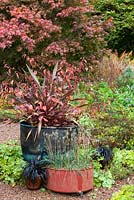 Phormium tenax 'Purpureum Group' with Persicaria microcephala 'Red Dragon' in a copper container at Glebe Cottage with Acer palmatum in the background