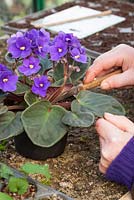 Taking leaf petiole cuttings from Saintpaulias (African Violets). Removing leaf with a knife