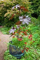 Ricinus communis with Rudbeckia 'Rustic Dwarf' in a copper container at Glebe Cottage. Castor Oil plant