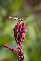 Dragonfly drying its wings on Lobelia tupa