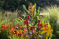 Ricinus communis with Hedychium in the background at Glebe Cottage