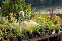 Carol Klein arranging plants in the nursery at Glebe Cottage
