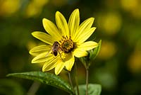 Bee on Helianthus 'Lemon Queen' AGM