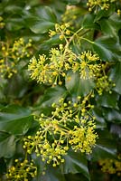 Hedera helix - Common ivy flowering in autumn
