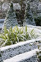 Small garden in snow, with box hedging, conical topiary and Aciphylla