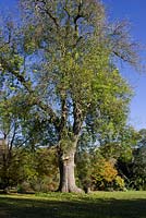 Fraxinus excelsior - Large Ash Tree, Hertfordshire 