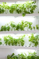 Basil growing on a hydroponic system - Farm Shop, Dalston, London