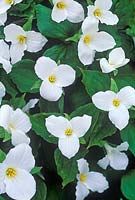 Trillium grandiflorum - American Wood Lily
