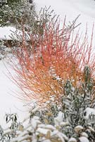 Cornus sanguinea 'Midwinter Fire' in snow 