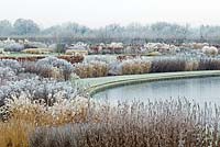 Frost covered borders around lake with grasses and seed heads - RHS Wisley 