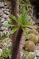 Pachypodium lamerei - Madagascar palm at Hanbury Gardens, Italy