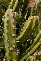 Myrtillocactus geometrizans - Hanbury Gardens, Italy