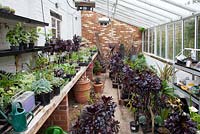 Greenhouse interior with overwintering plants includes Aeonium 'Zwartkop'