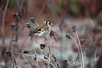 Goldfinch on seedheads of Rudbeckia