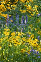 Mixed border with Agastache and Helenium 