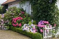 The front garden with Hydrangea and clipped box hedges 