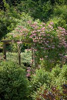 Honeysuckle on a wooden arch at Glebe Cottage. Lonicera periclymenum 'Belgica'