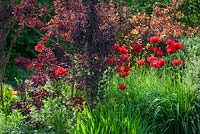 Papaver orientale 'Goliath' in front of Cotinus coggygria Purpureus Group in the hot border at Glebe Cottage