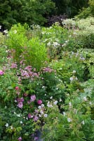 Alice's garden at Glebe Cottage with Astrantia 'Roma', Rosa mundi, geraniums, Gillenia trifoliata and pots of Lilium regale