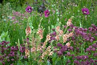Astrantia' Glebe Cottage Crimson', Verbascum chaixii 'Cotswold Beauty' and Papaver somniferum, opium poppy, at Glebe Cottage
