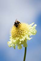 Bee on Cephalaria gigantea - Giant scabious
