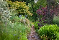 Looking along brick path with Acer palmatum 'Osakazuki' to the left and Cercidiphyllum japonicum 'Rotfuchs' and Cotinus coggygria Purpureus Group to the right.