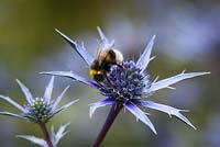 Bee on Eryngium bourgatii Blue Form - Sea holly