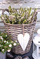 Erica carnea 'Winter Snow' in willow container with white wooden heart