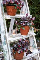 Gaulteria procumbens - Wintergreen displayed on ladder in pots with tealights