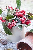 Frosty cotoneaster berries in jug