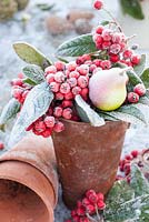 Frosty container with cotoneaster berries and fruit decoration 