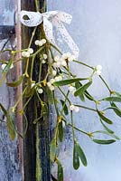 Frosty sprigs of mistletoe tied with ribbon on garden shed
