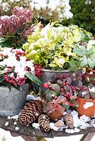 Snowy winter containers displayed on table - Skimmia Reevisiana, S. japonica, Gaulteria procumbens, Ilex and Helleborus niger