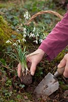 Planting Galanthus 'In The Green'