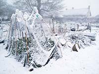 Allotments in snow and fog in winter. Purple sprouting Broccoli under netting.