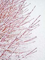 Cornus stems in snow - Dogwood