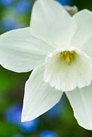 Narcissus 'Stainless'