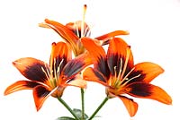 Lilium 'Cooper's Crossing' - Pollen free Asiatic lily 
