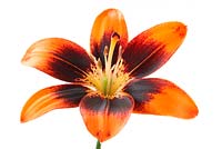 Lilium 'Cooper's Crossing' - Pollen free Asiatic lily syn 'Easy Salsa'  